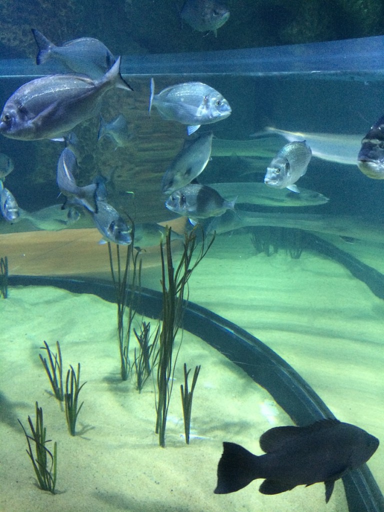 aquarium-malta-qawra-travelblog (13)