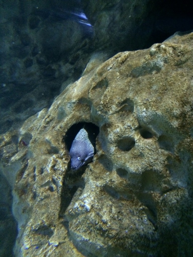 aquarium-malta-qawra-travelblog (15)