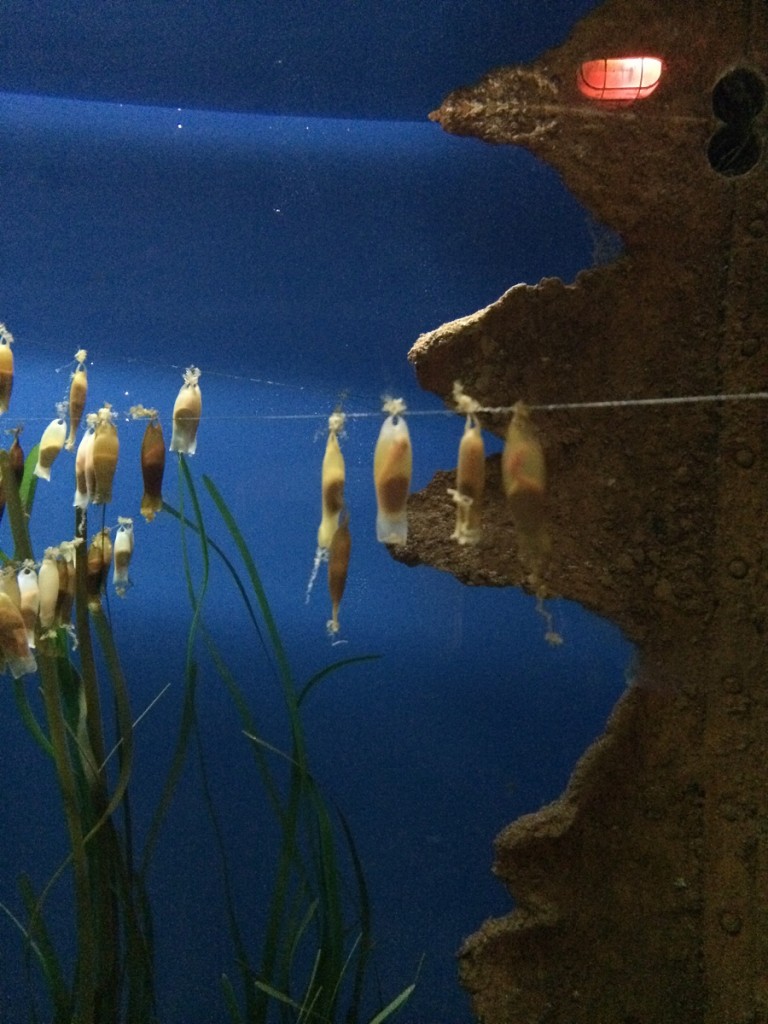 aquarium-malta-qawra-travelblog (17)