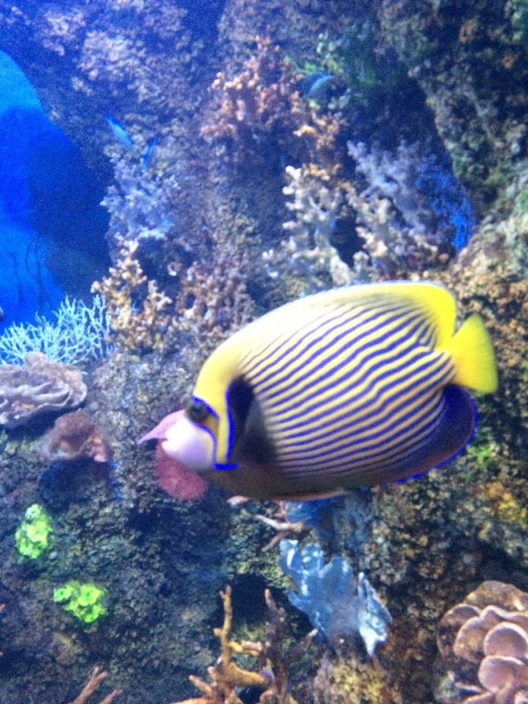 aquarium-malta-qawra-travelblog (19)