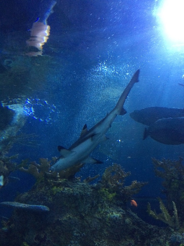 aquarium-malta-qawra-travelblog (20)