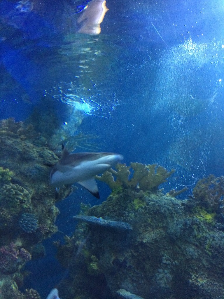aquarium-malta-qawra-travelblog (21)