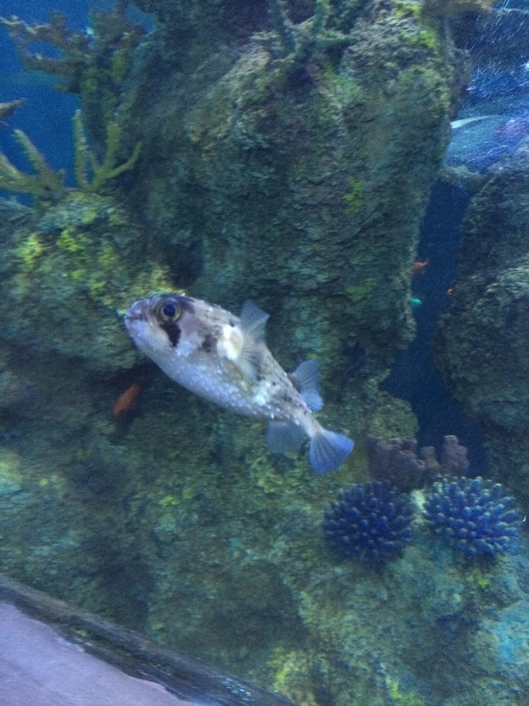 aquarium-malta-qawra-travelblog (22)