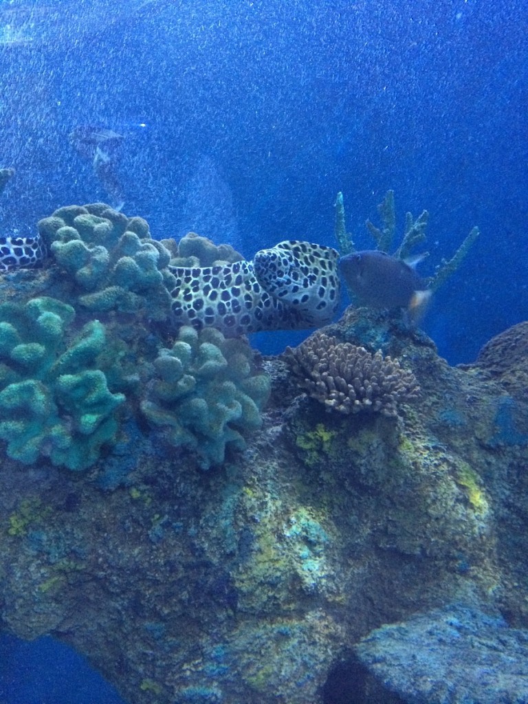 aquarium-malta-qawra-travelblog (23)