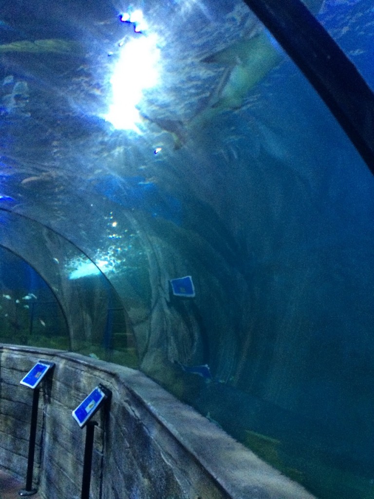 aquarium-malta-qawra-travelblog (25)
