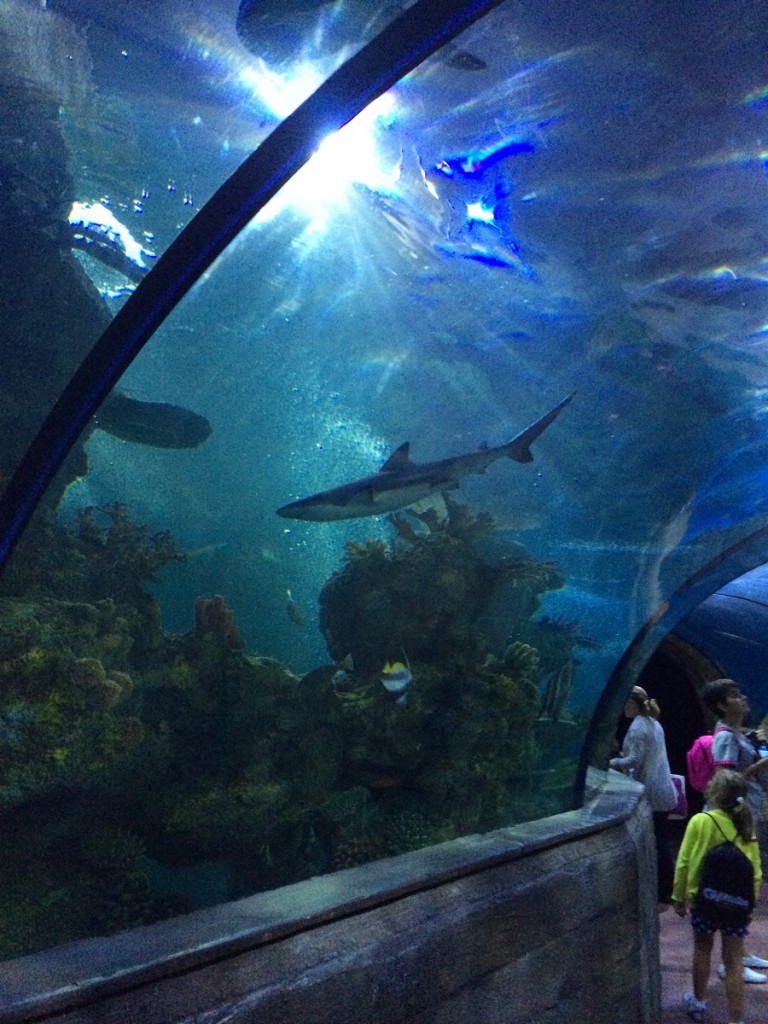 aquarium-malta-qawra-travelblog (26)
