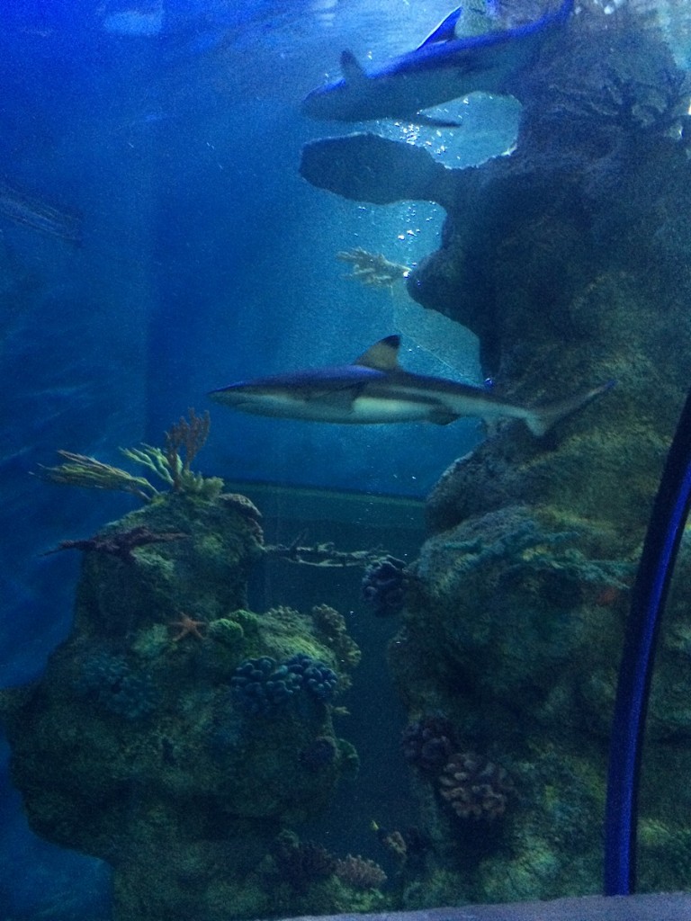 aquarium-malta-qawra-travelblog (27)
