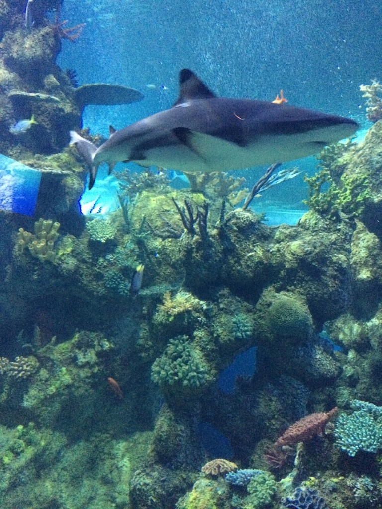 aquarium-malta-qawra-travelblog (30)