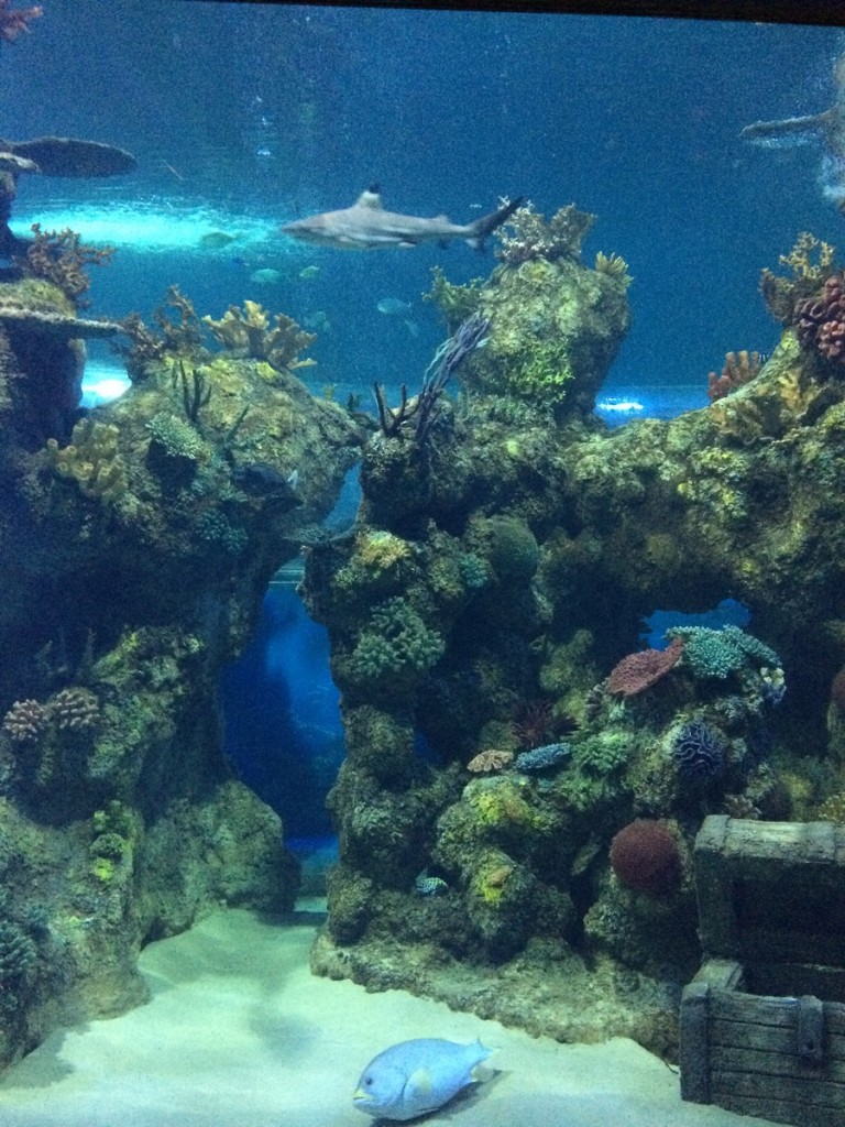 aquarium-malta-qawra-travelblog (32)