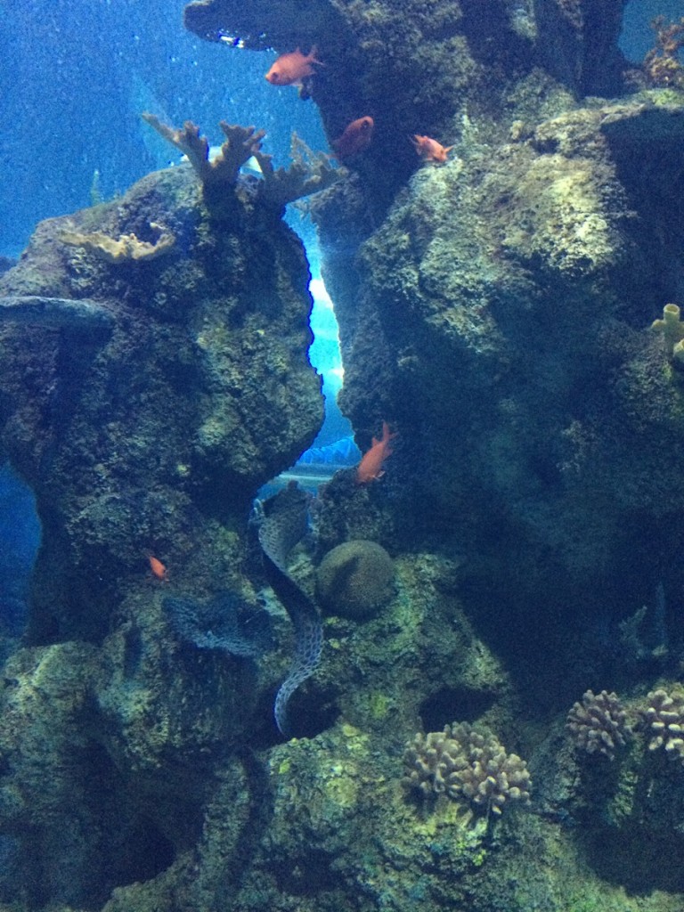 aquarium-malta-qawra-travelblog (33)