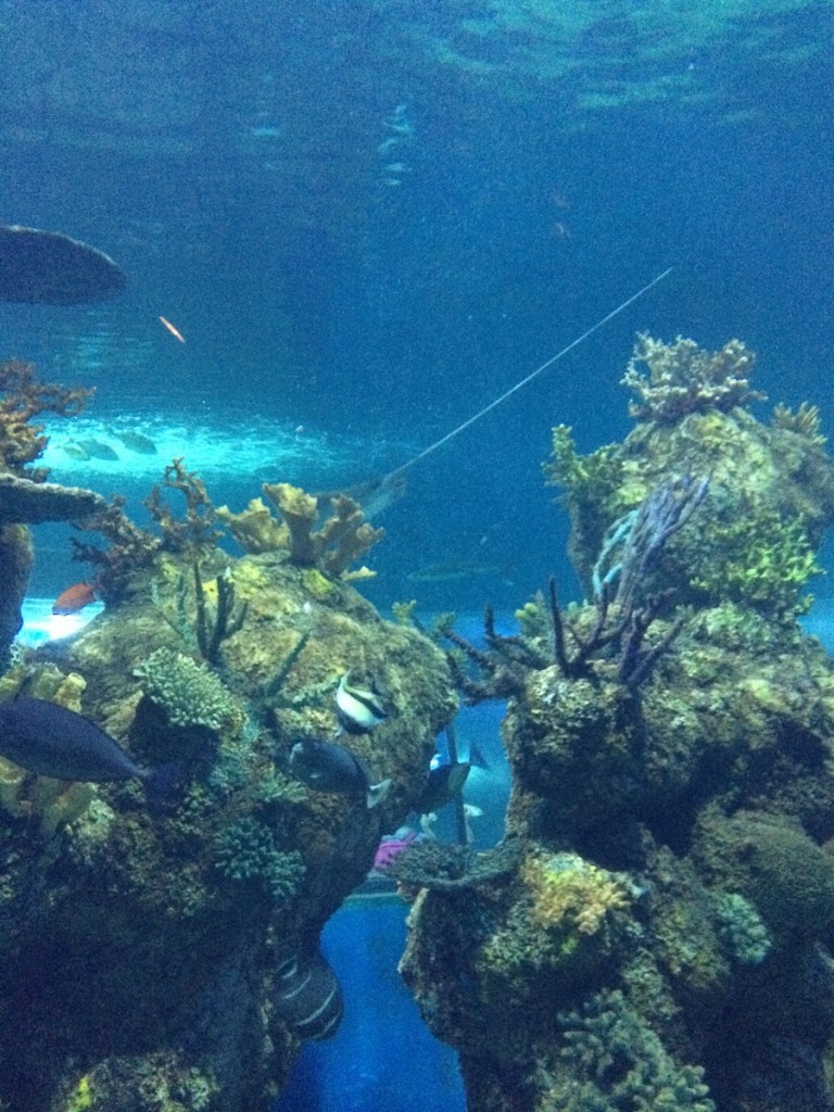 aquarium-malta-qawra-travelblog (34)