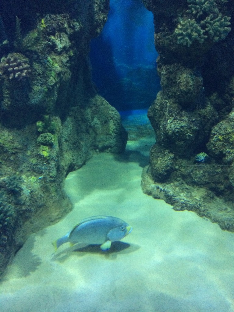 aquarium-malta-qawra-travelblog (35)