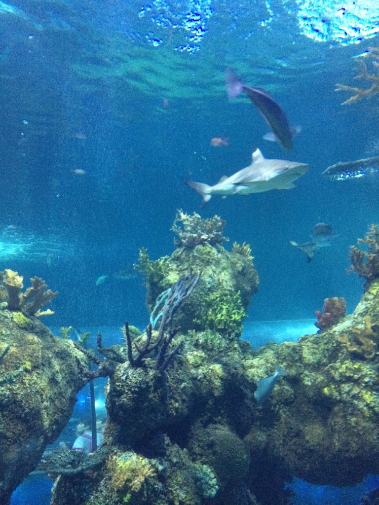 aquarium-malta-qawra-travelblog (36)