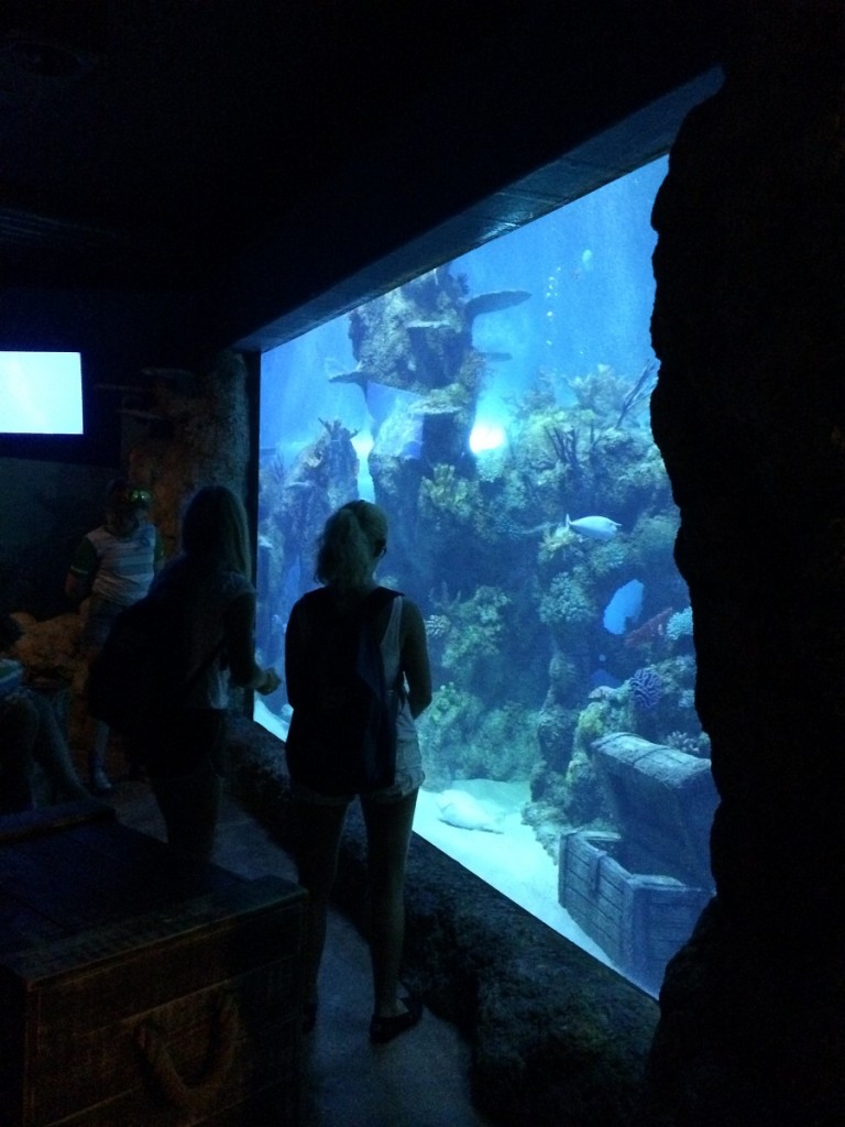 aquarium-malta-qawra-travelblog (38)