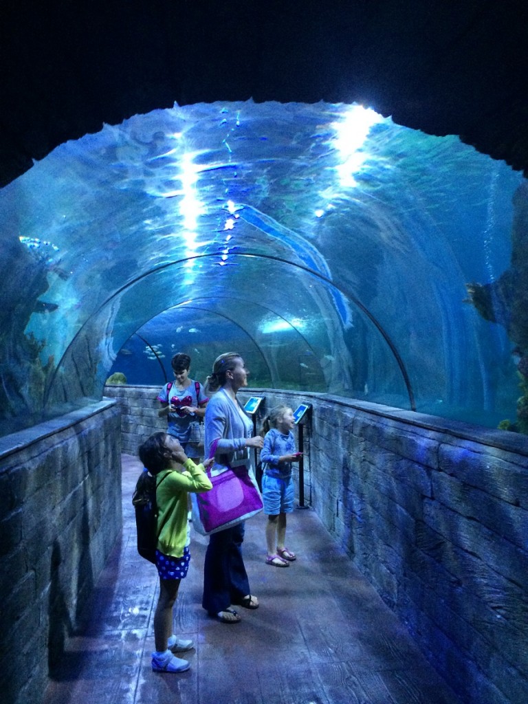 aquarium-malta-qawra-travelblog (39)