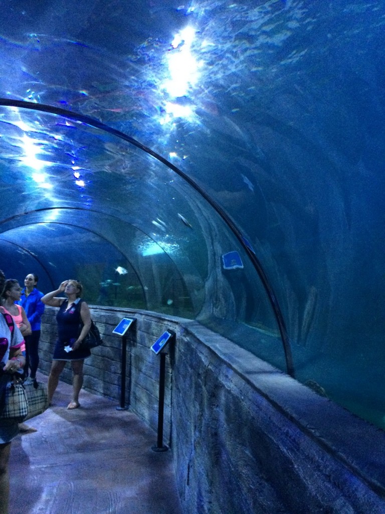 aquarium-malta-qawra-travelblog (40)