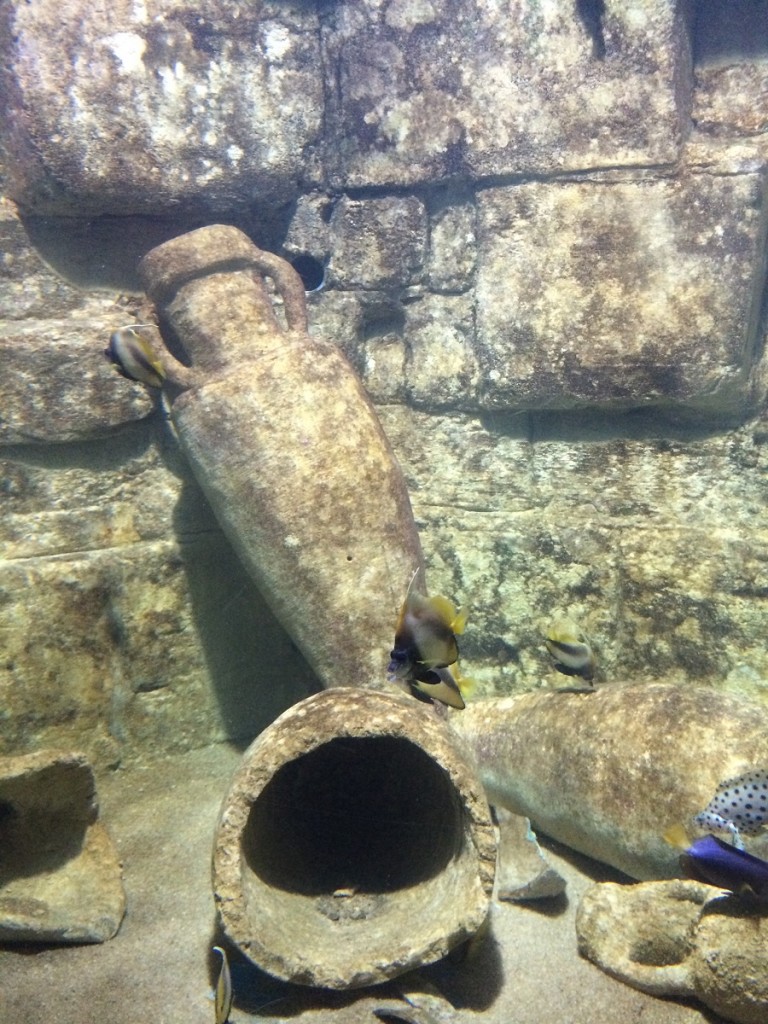 aquarium-malta-qawra-travelblog (41)