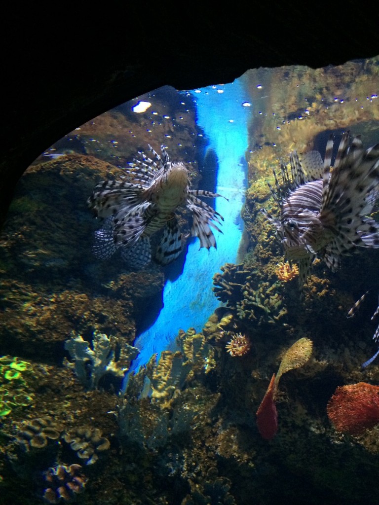 aquarium-malta-qawra-travelblog (42)