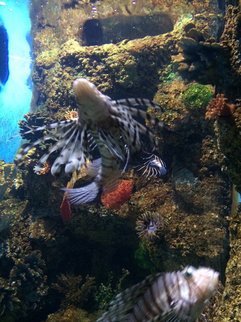 aquarium-malta-qawra-travelblog (43)