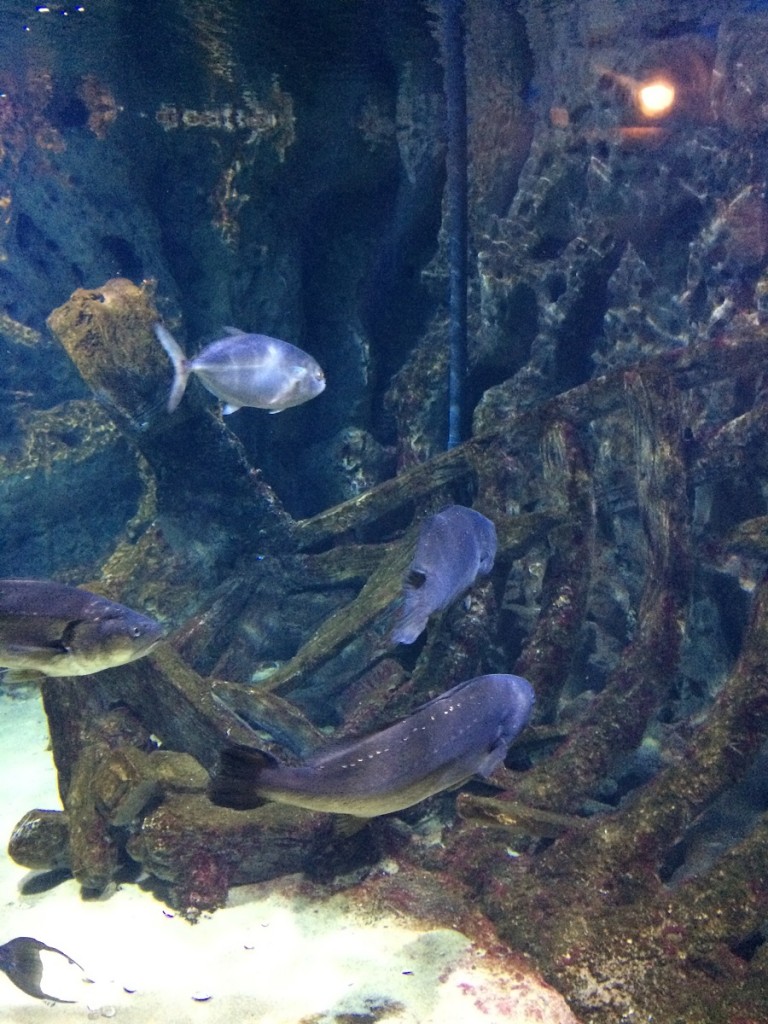 aquarium-malta-qawra-travelblog (45)