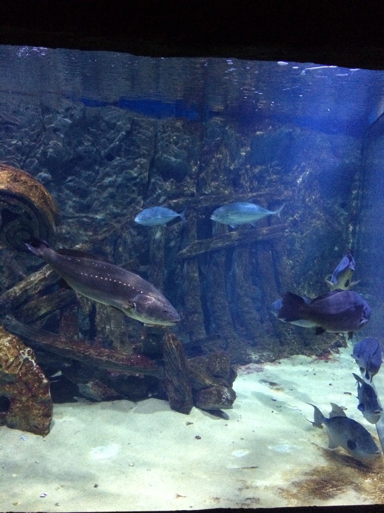 aquarium-malta-qawra-travelblog (46)