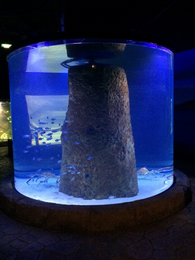 aquarium-malta-qawra-travelblog (47)